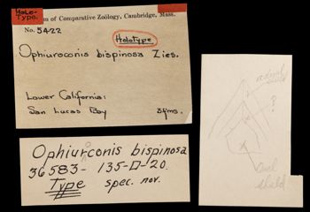 Media type: image;   Invertebrate Zoology OPH-5422 Aspect: labels